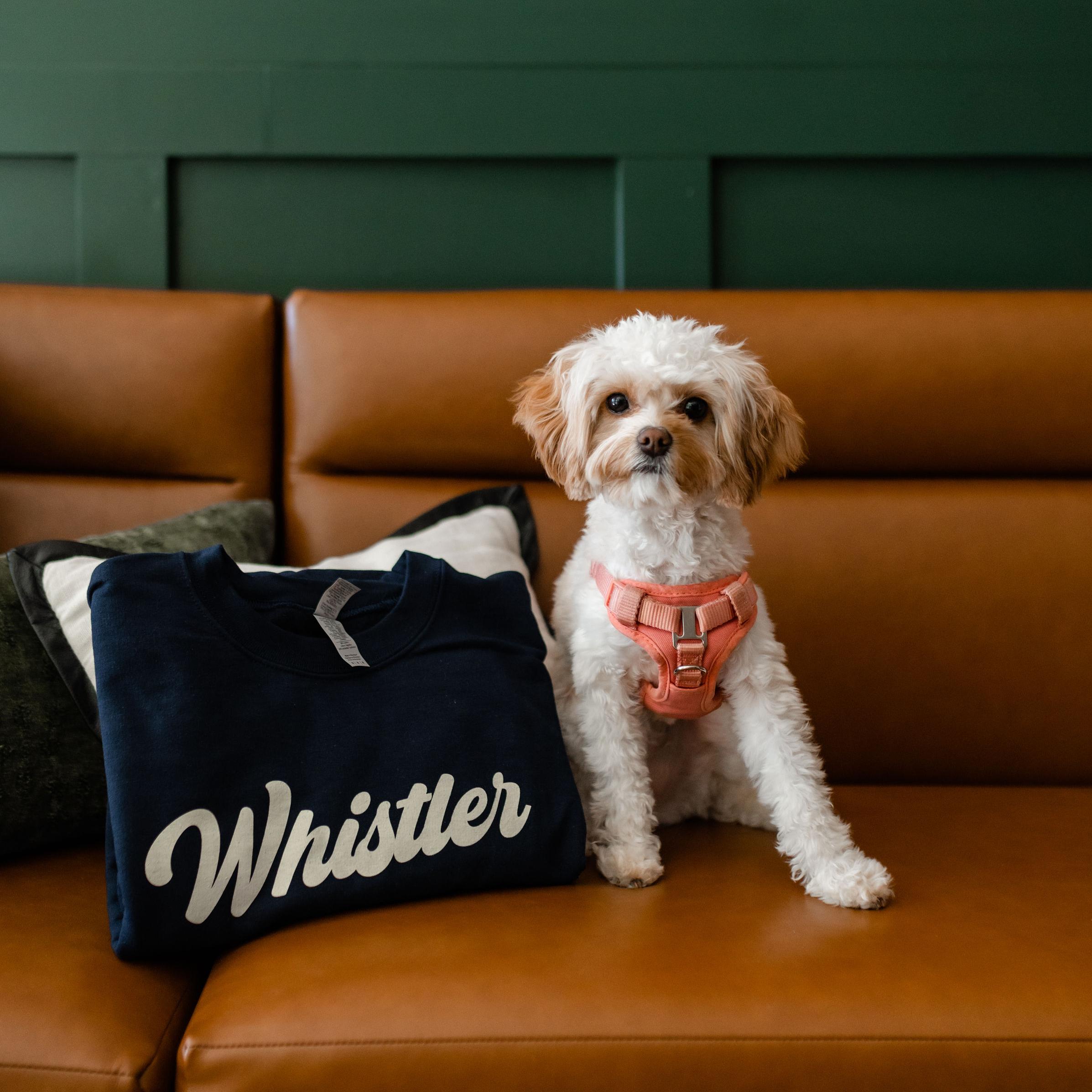 dog next to Whistler pillow at the Whistler leasing office in Midtown Atlanta